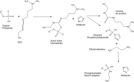 EDC_Phosphorylation.jpg