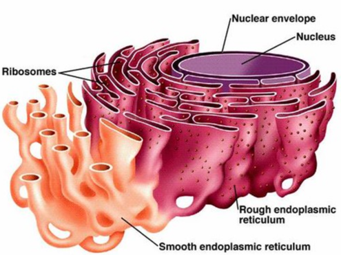 The Endoplasmic Reticulum