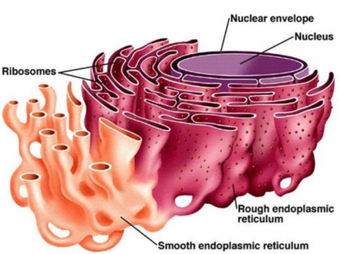 The Protein Man's Blog (2)
