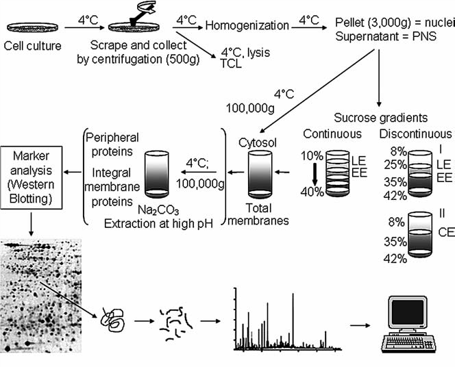 Gradient Isolation Four Methods for Endosomal Isolation