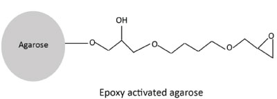 Epoxy-activated resin: a versatile affinity chromatography support