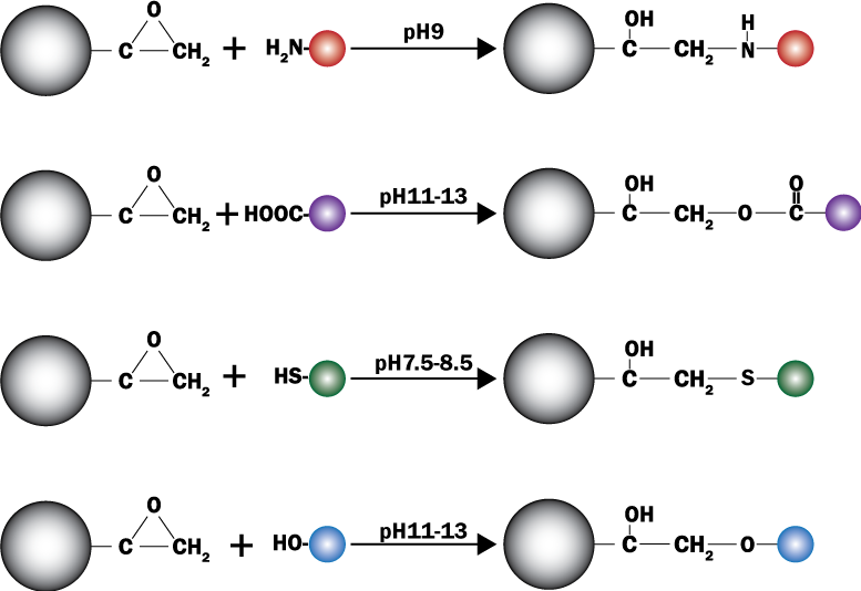 Epoxyactivated resin a versatile affinity chromatography support