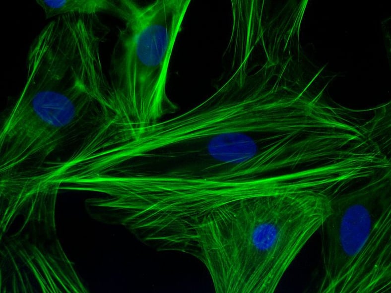 A Guide to Sample Preparation for Immunofluorescence