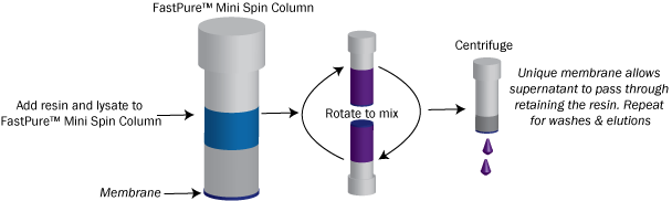 Speed Up Protein Purification with FastPure™ Spin Columns