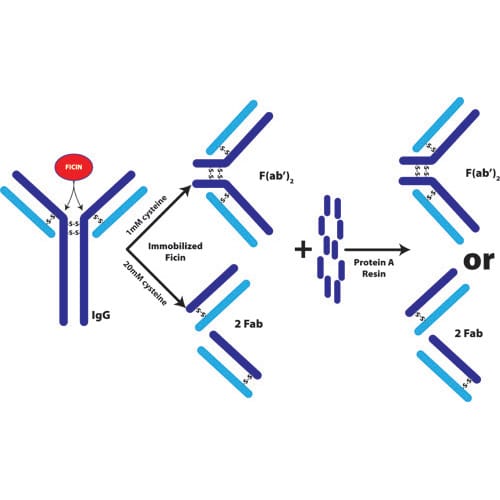 What Are Monoclonal Antibodies, and How Are They Made?