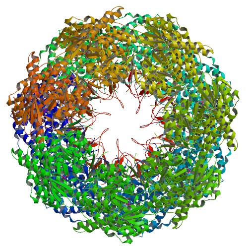 Use of Chaperones in Recombinant Protein Expression