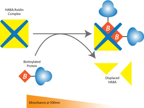 How much biotin is coupled to my protein? The HABA/Avidin Assay