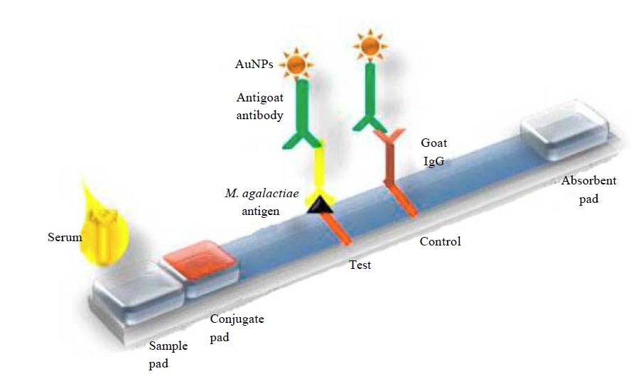 lateral flow antigen test