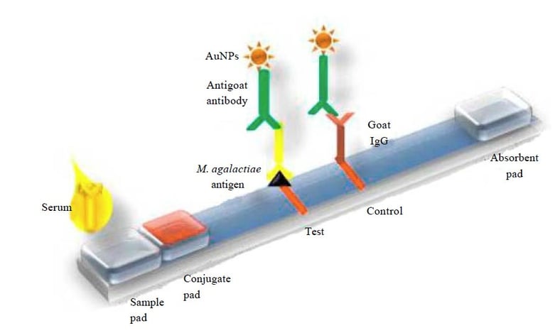 Molecular diagnostics- Lateral flow assay