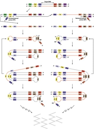 Loop Mediated Isothermal Amplification (LAMP)