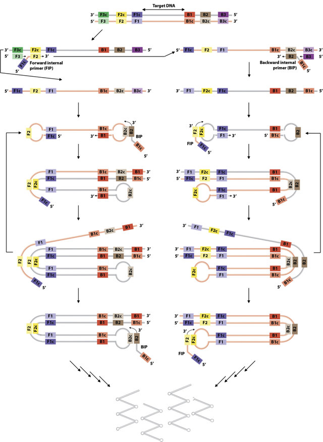 Loop-mediated-isothermal-amplification-LAMP