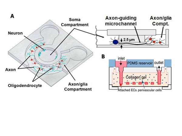 Microfluidic Compartmentalized CNS Neuron