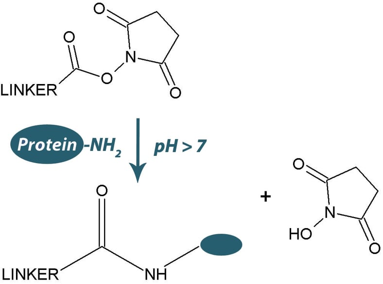 How to determine reactivity of NHS esters on biotinylation and cross-linking reagents.