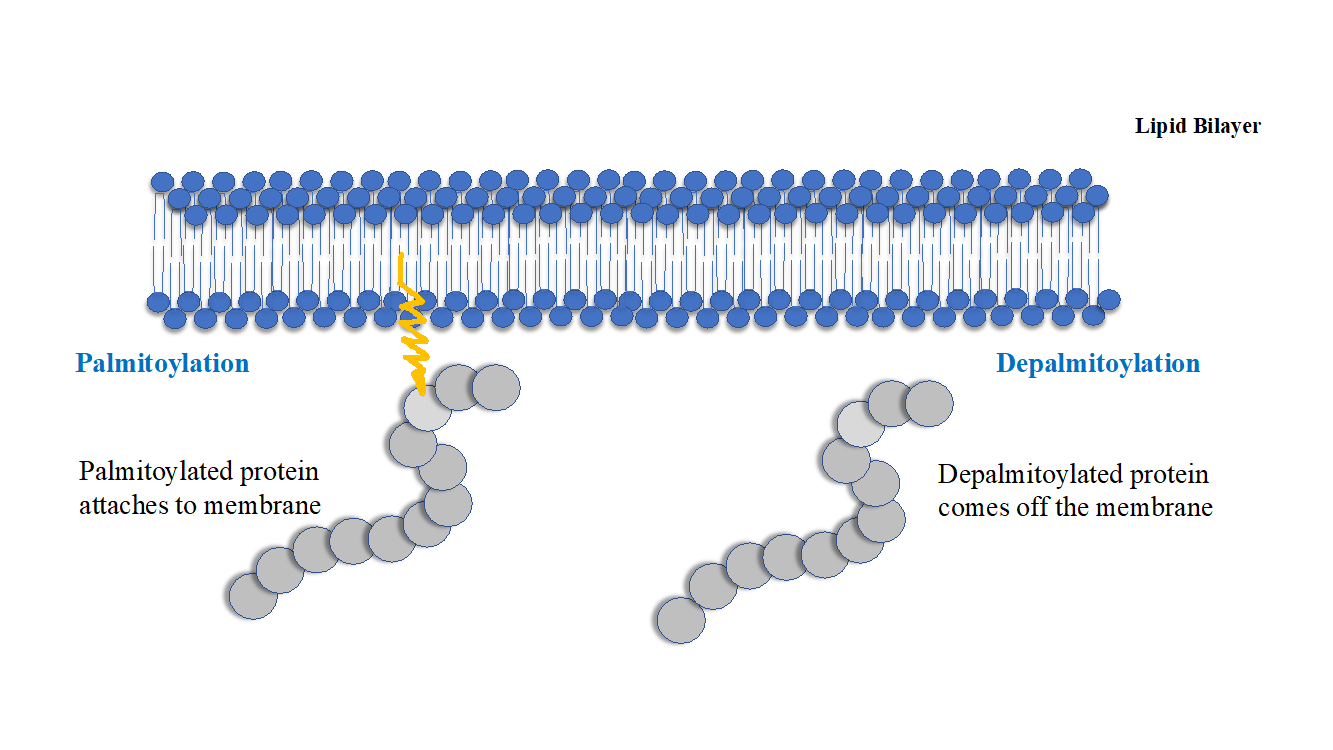 Palmitoylation_1