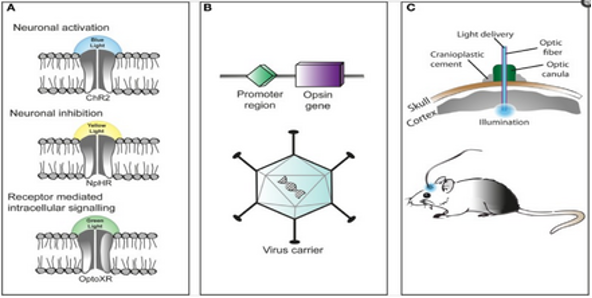 The Importance (and Implications) of Optogenetics