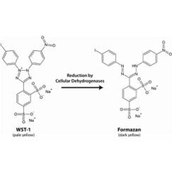 The Role of Cell Viability Studies in Modern Drug Development