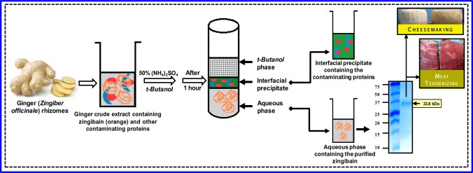 Organic Solvent Extraction of Proteins