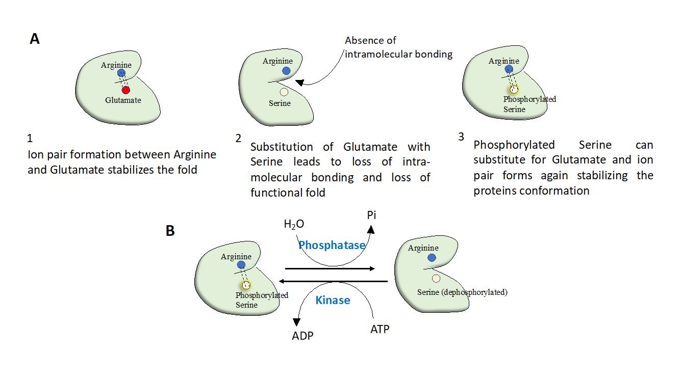 Protein_Phosphorylation_1