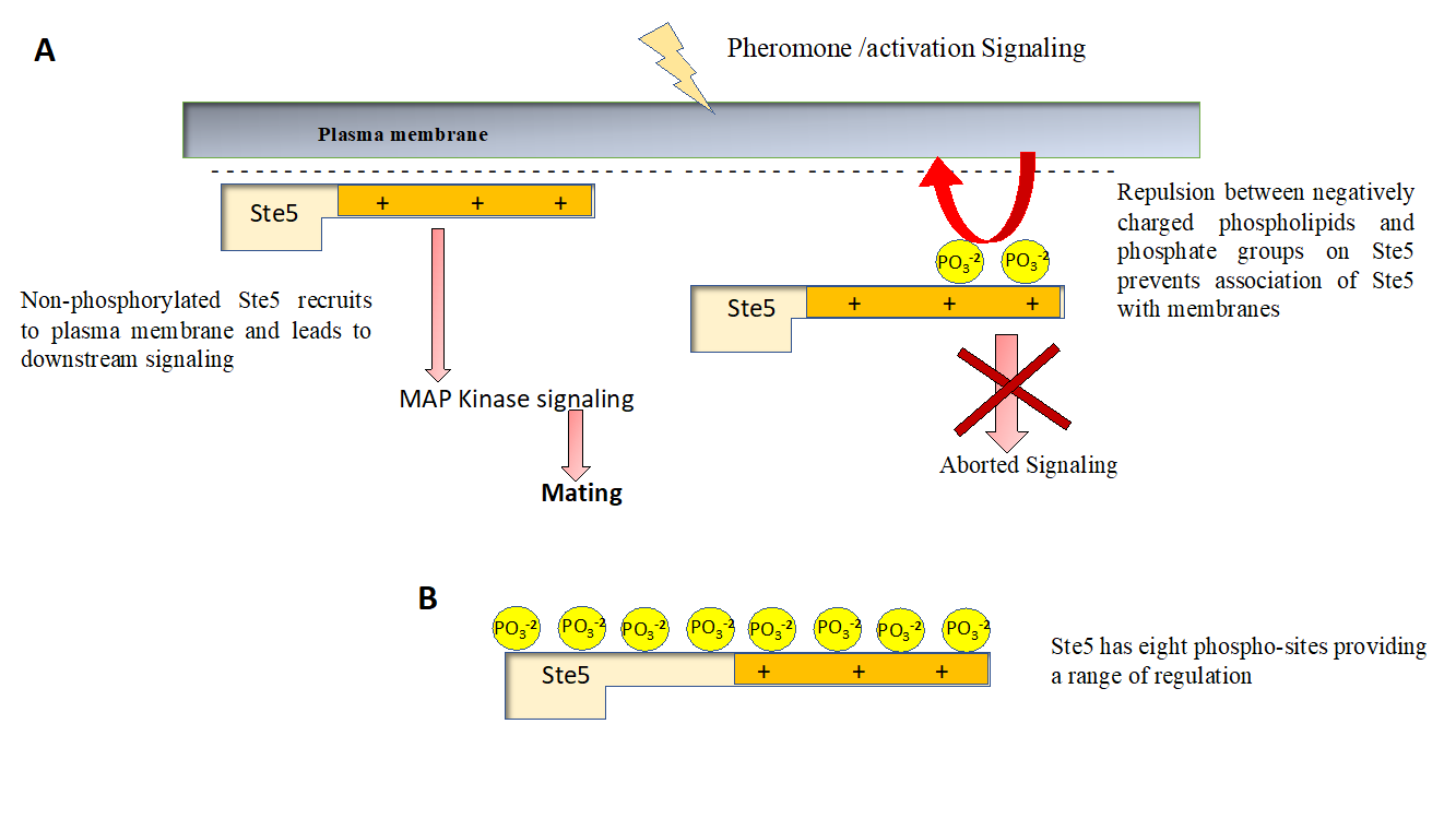 Protein_Phosphorylation_2