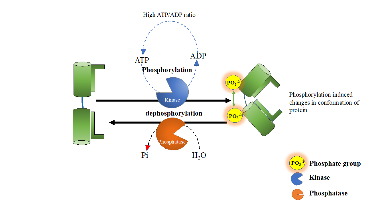 Protein_Phosphorylation_3