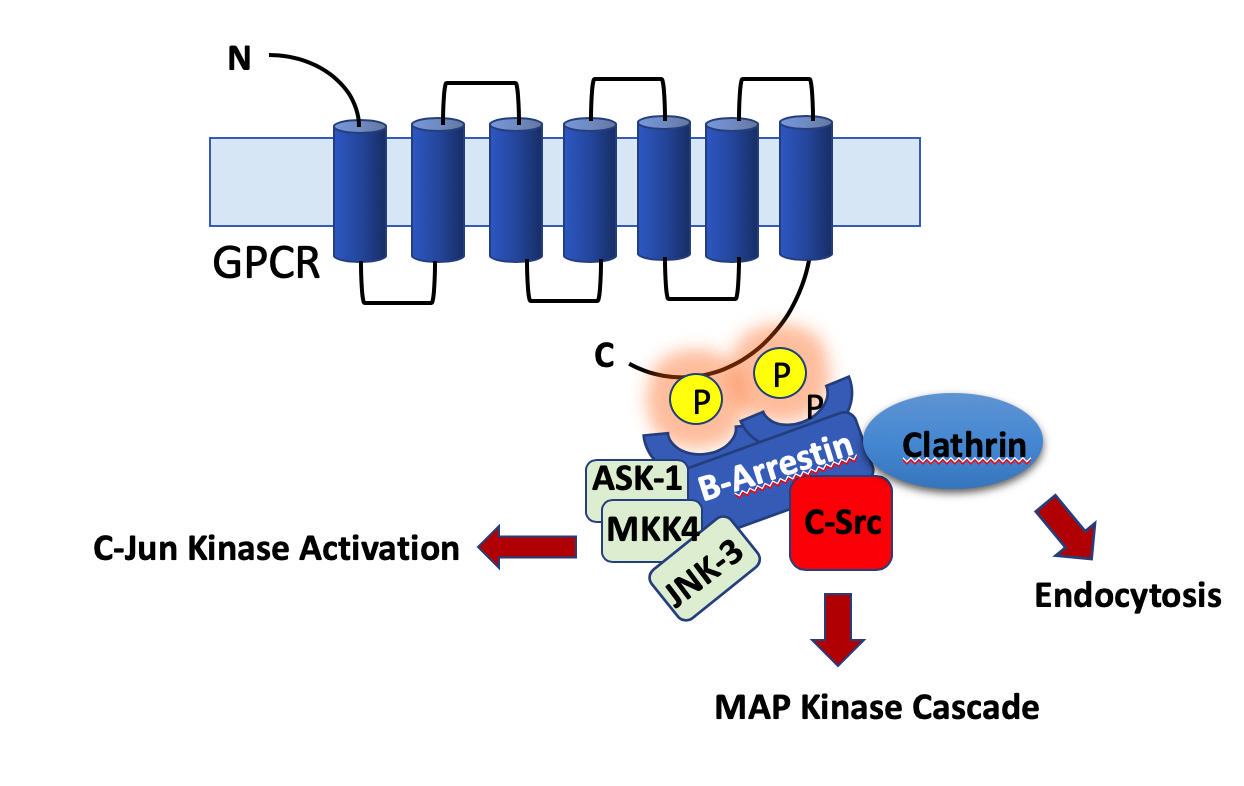 Protein Kinases And Phosphatases: Drivers Of Phosphorylation And ...