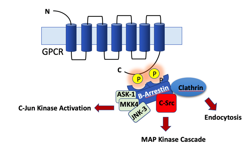Protein Kinases and Phosphatases: drivers of phosphorylation and dephosphorylation