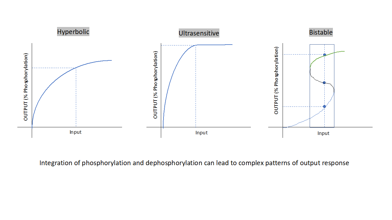 Protein_Phosphorylation_5