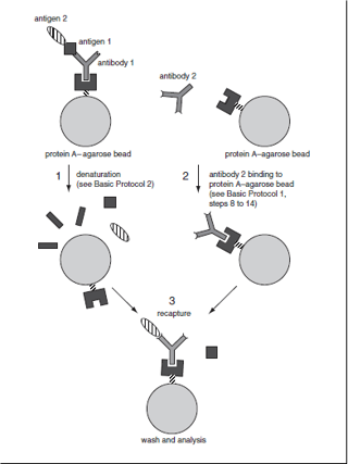 Schematic representation of Immunoprecipitation Recapture (Source: Current Protocols in Molecular Biology, Chapter 10.16)