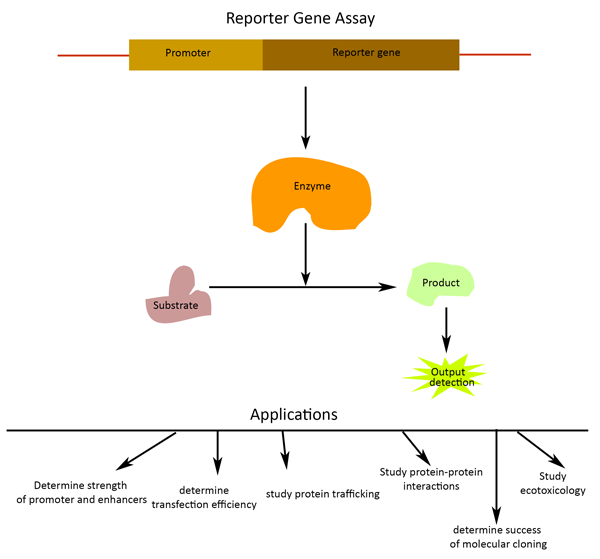 Role of reporter genes to assay for transcription factors & more