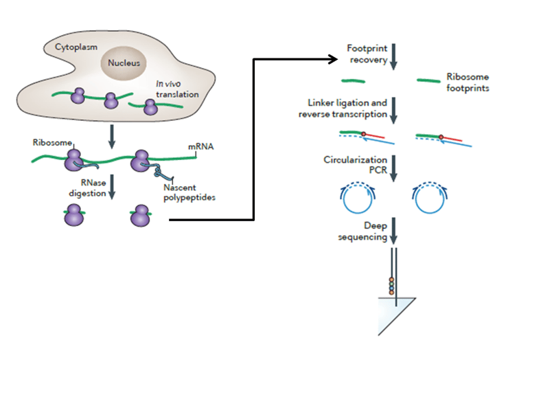 Genome-wide Ribosome footprint profiling