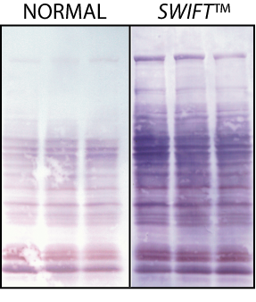 How to Ensure Proper Protein Transfer to a Membrane