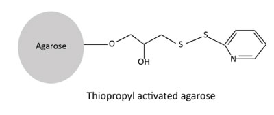 Thiopropyl-activated-agarose.jpg