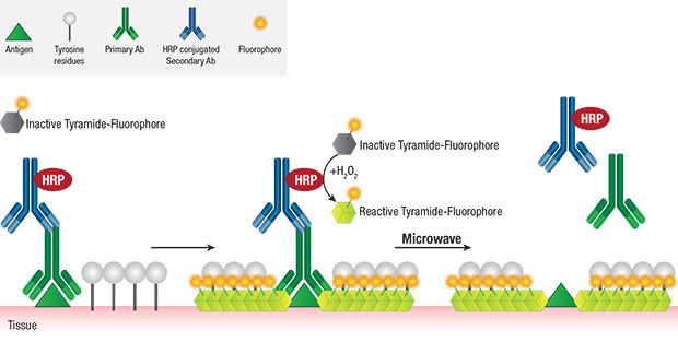 Multiplex Immunohistochemistry