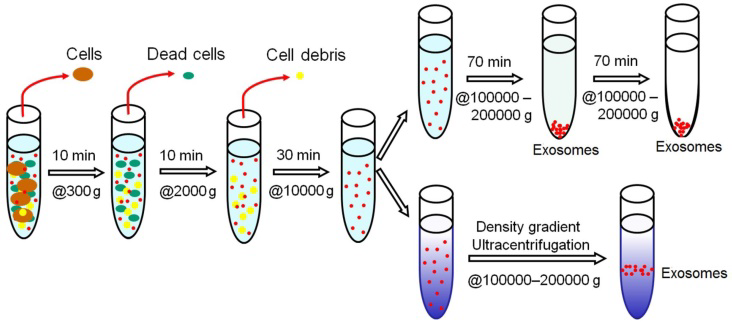 Exosome isolation by centrifugation, filtration, immunoaffinity & more