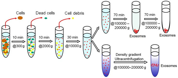 Ultracentrifugation based exosome isolation