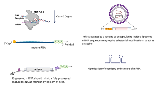 The era of messenger RNA vaccines