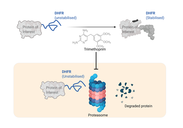 Post-translational Control of protein abundance in mammalian cells using a tunable destabilizing domain from E. coli