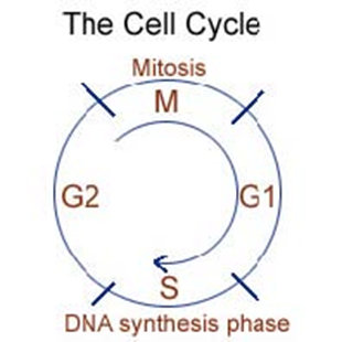 Understanding the Cell Cycle