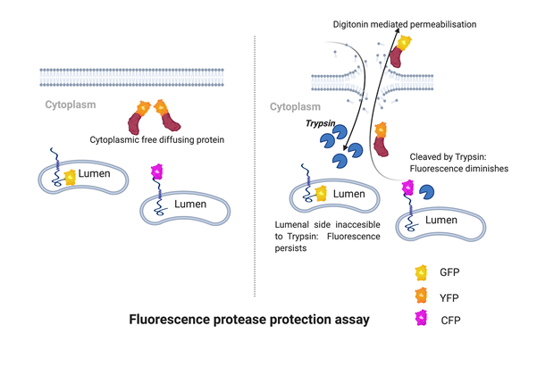 Examining the Fluorescent Protease Protection Assay