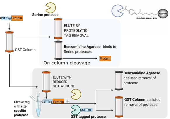 On and Off Column Protein Affinity Tag Removal