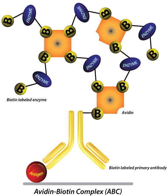 When to Use Immunohistochemistry (IHC) Detection vs. a Direct Method