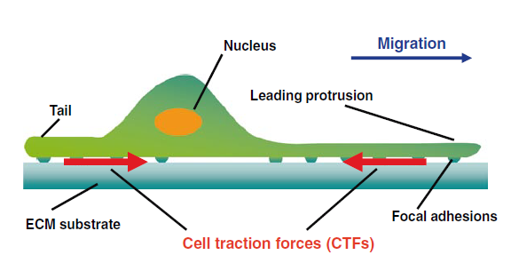 Traction Force Microscopy for cell interaction with extracellular matrix