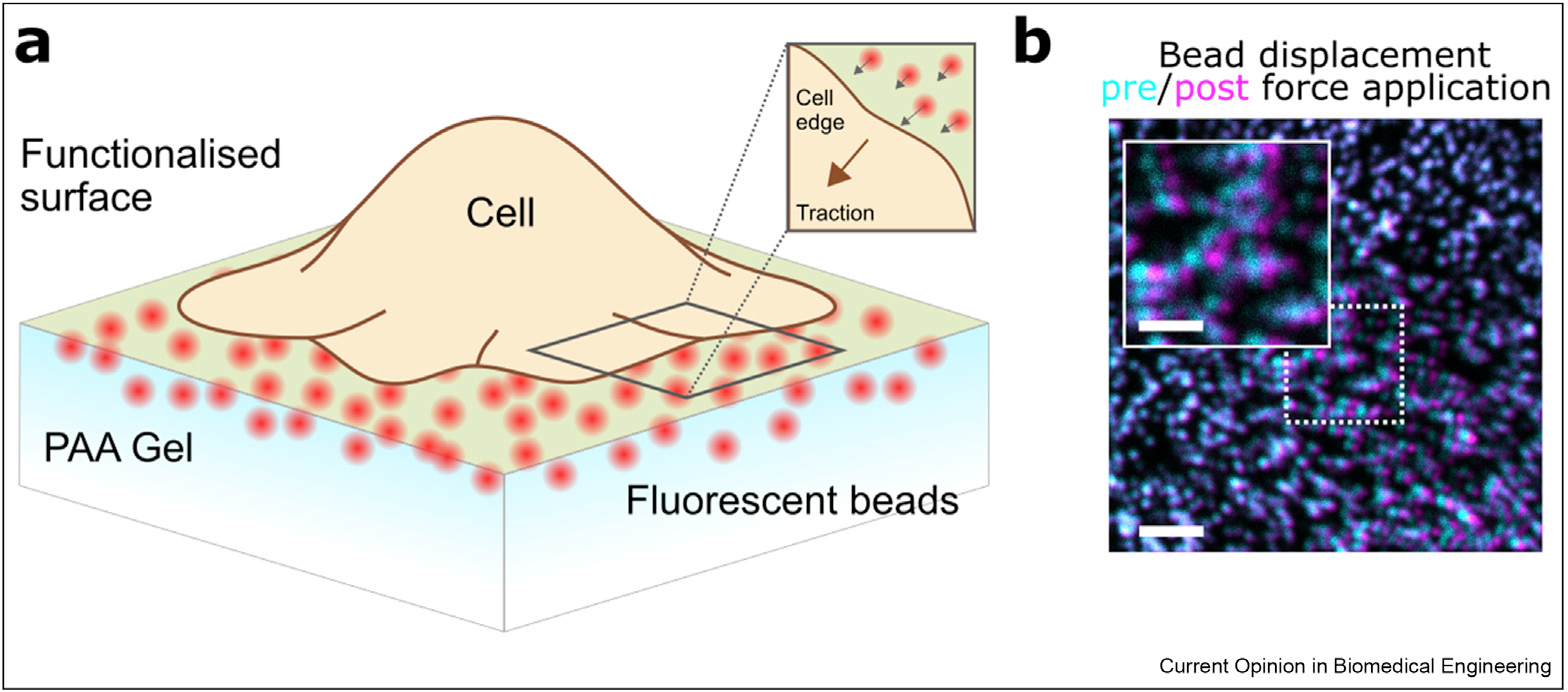 Traction Force Microscopy for cell interaction with extracellular matrix