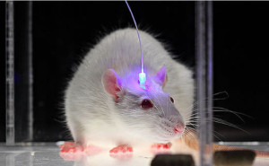 The Importance (and Implications) of Optogenetics