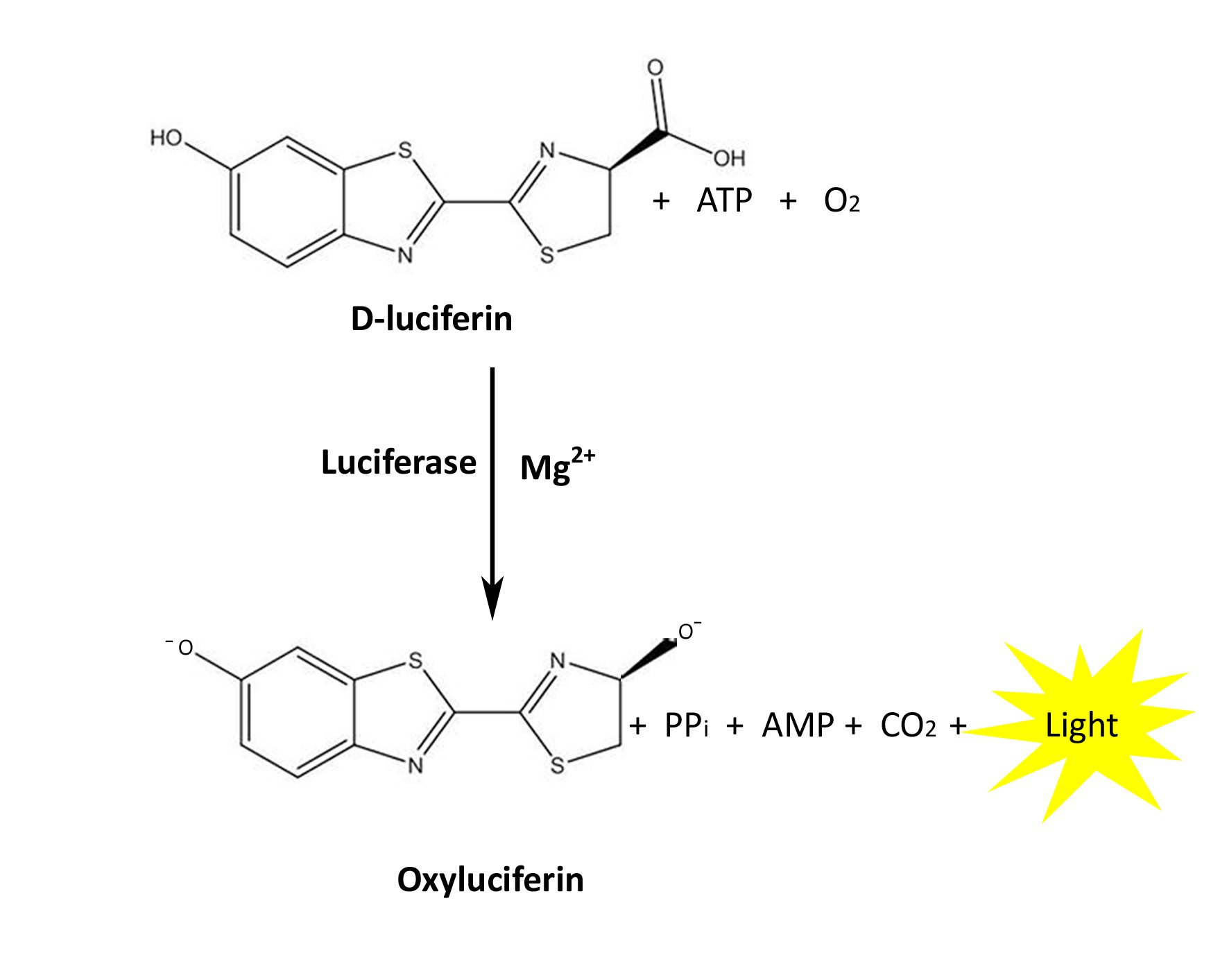 Luciferase Reporter Assays: An Overview