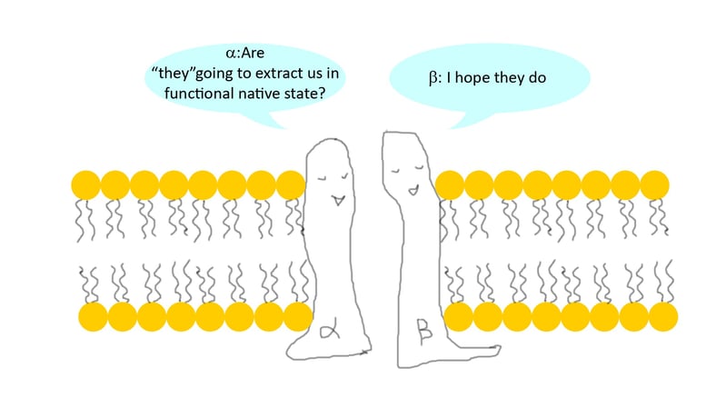 How to isolate membrane receptor complexes from cells