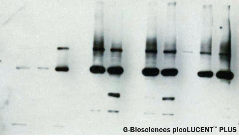 ECL (Enhanced Chemiluminescence) Reagents: Enhanced How?