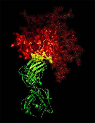 protein_assays-1.jpg
