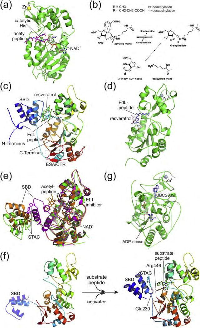 Sirtuin Modulators as Therapeutic Drugs