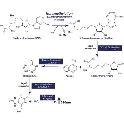SAM Methyltransferases: A Deep Dive into Methylation